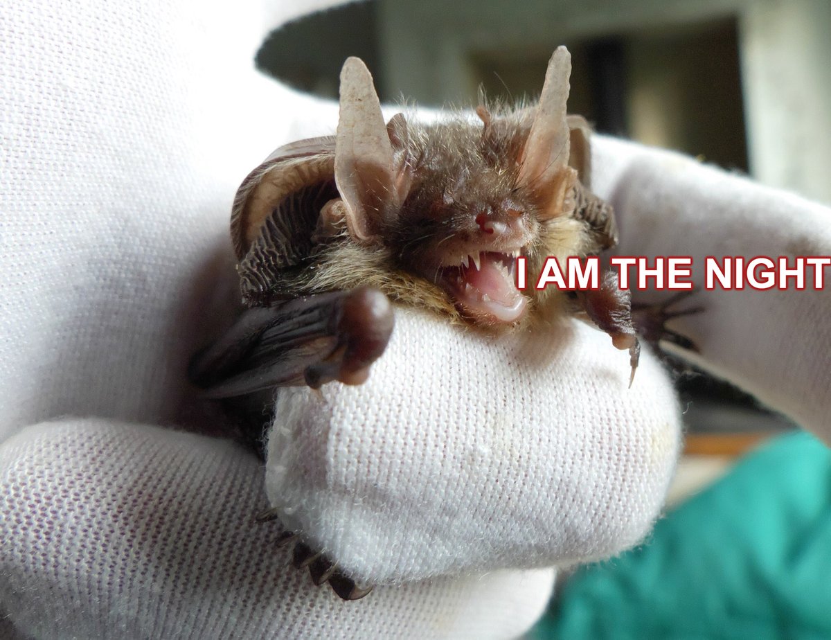 library bat