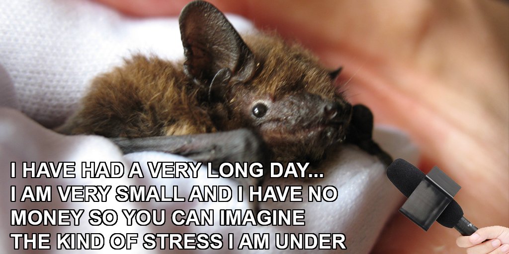 cute bat