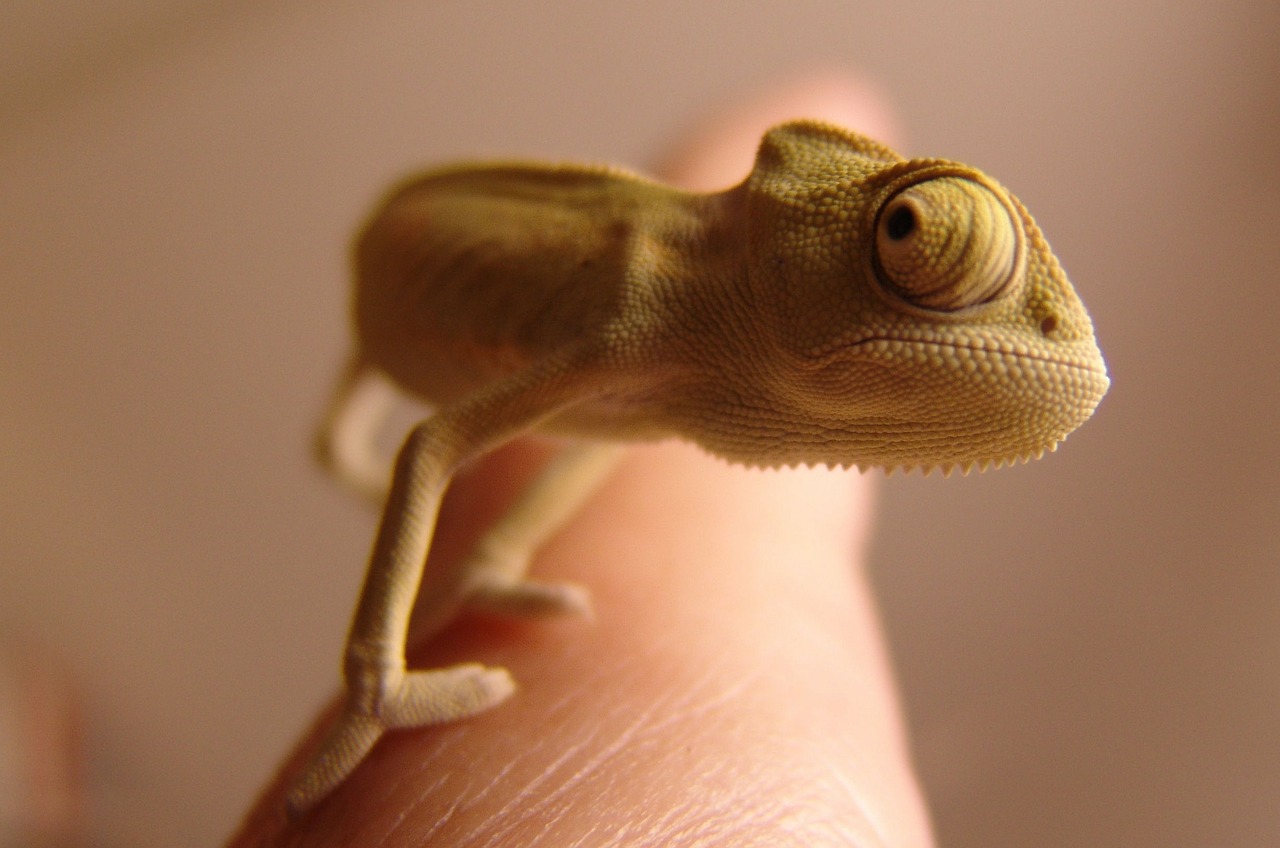 chameleon lizard