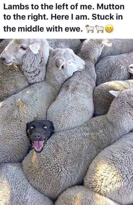 Stuck in the middle